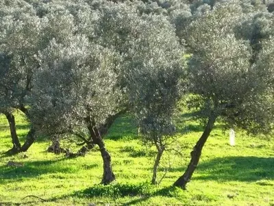 La autonomía estratégica de Europa en fertilizantes