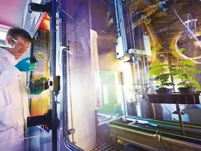 Bayer bajo Escrutinio por Monopolio en Semillas de Maíz Transgénico