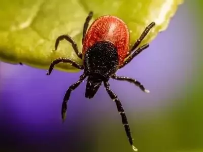 Plantas Aromáticas: Aliadas Naturales contra Garrapatas y para Polinizadores