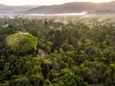 The EU Deforestation Regulation and the Future of Leather