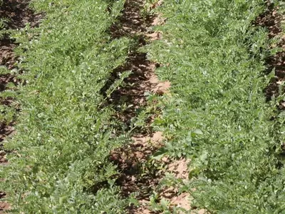 Revolución Agrícola: El Futuro de las Legumbres y la Soberanía Alimentaria