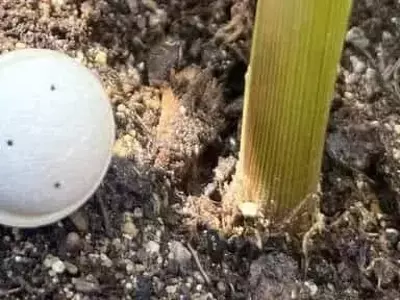 Drones revolucionan el control de plagas en maíz: Un enfoque biológico y preciso