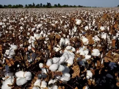 El Potasio: Un Elemento Crucial para la Productividad y Calidad del Algodón