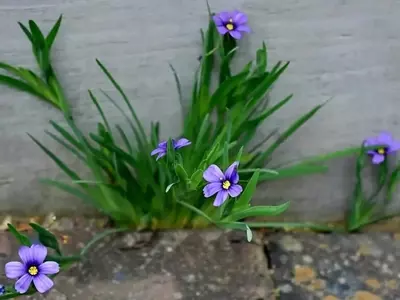 Descubre el Encanto de las Plantas que se Autosiembran y Florecen Año Tras Año