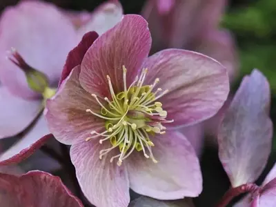 Helleborus: La Elegancia Invernal en tu Jardín