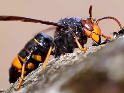 La Vespa Velutina: Una Amenaza Creciente para la Apicultura y la Biodiversidad en Alemania