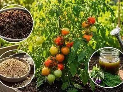Mejorando la Cosecha de Tomates en Junio: Guía Esencial de Fertilización
