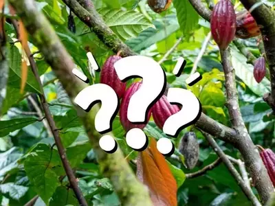 Preguntas Frecuentes Actualizadas sobre el Reglamento Europeo contra la Deforestación (EUDR)