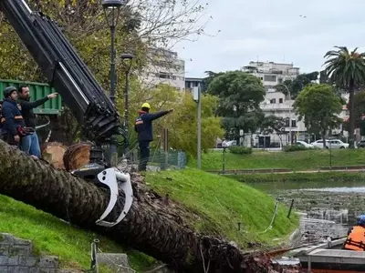 Erradicación de palmeras en el Parque Rodó ante la plaga del picudo rojo