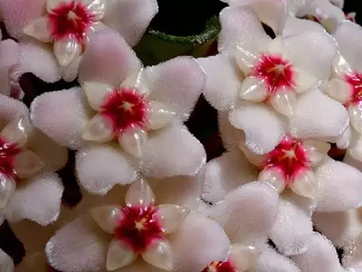 La fascinante Hoya Carnosa: Una guía completa para su cuidado y deleite