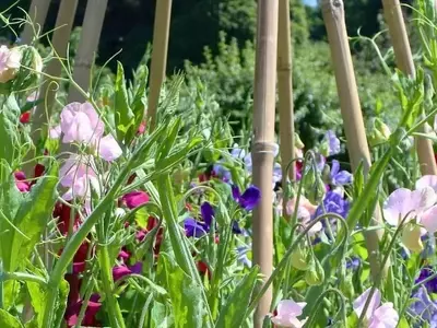 Guía Completa para el Cultivo de Lathyrus odoratus: Secretos para un Jardín Aromático