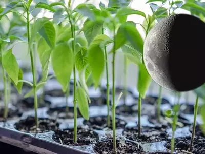 Guía Completa para la Siembra Lunar: Optimizando tu Huerto Paso a Paso
