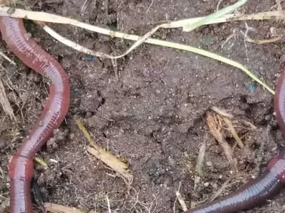 La revolución subterránea: Cómo un agricultor alemán abandona el arado por la vida del suelo