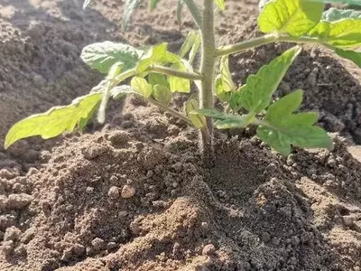 Mejores Prácticas para el Riego de Tomates: Claves para una Cosecha Saludable
