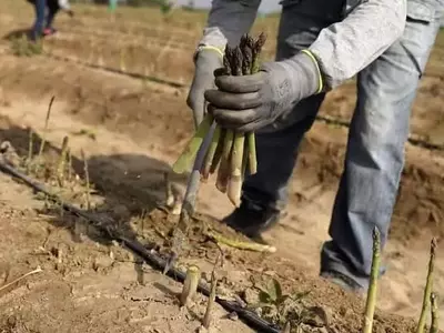 Perú Evalúa la Permanencia de Tres Pesticidas Cruciales en el Sector Agrícola