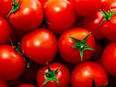 La amenaza invisible: Ácaros de la roya y la salvación del tomate