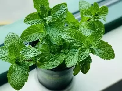 Plantas Aromáticas: Aliadas Naturales contra Roedores en Jardines