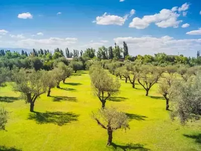 Innovación en el Cultivo de Olivos: Menos Agua, Misma Calidad en Argentina
