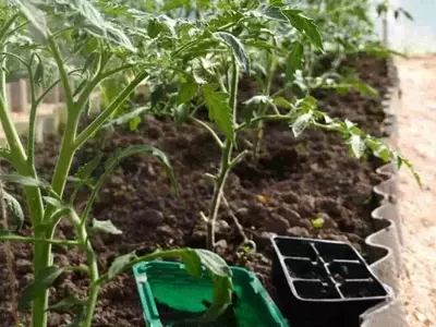 Mejora el Cultivo de Tomates con Plantas Compañeras Estratégicas