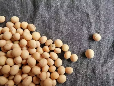 Inversión en Semillas de Soja Tratadas con Fungicidas: ¿Rentabilidad o Gasto Innecesario?