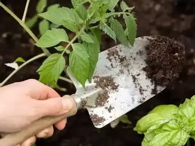 Simbiosis en el huerto: Tomate y albahaca, una unión perfecta