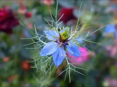 Descubre la Fascinante Nigella Damascena: Belleza, Cultivo y Utilidades