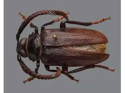 Descubrimiento: La plaga 'Prionus imbricornus' azota los cultivos de arándanos en Carolina del Norte