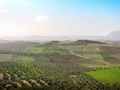 Andalucía Lidera la Revolución Ecológica en la Agricultura Española