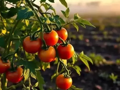Optimización del Cultivo de Tomates: Técnicas Esenciales para una Cosecha Abundante y Saludable