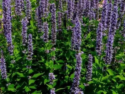Descubre la Fascinante Agastache: Belleza Aromática y Resistencia en tu Jardín