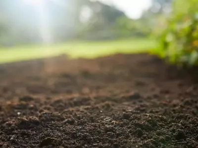 La Fascinante Danza Cromática de las Plantas: Una Maravilla Botánica
