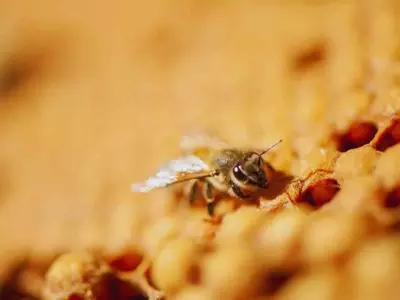 Las Abejas Silvestres como Indicadores de Salud Ecológica Urbana