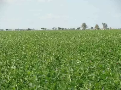Impulso Exportador: La Alfalfa Argentina Conquista Nuevos Mercados