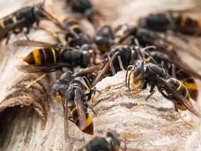 La amenaza de la avispa asiática a la apicultura y el ecosistema en Europa