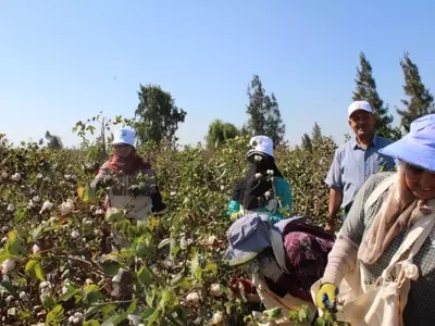 Egyptian Cotton: Weaving a Future of Traceability and Sustainability