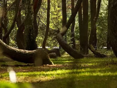 El Misterioso Bosque Curvo de Polonia: Un Enigma Vegetal