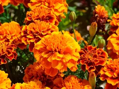 Claveles: Una Guía Completa desde los Silvestres hasta los de Jardín y sus Cuidados Esenciales