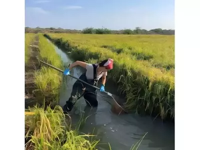Innovación Agrícola: Peces en Arrozales Combaten Enfermedades y Mejoran Cosechas en Senegal