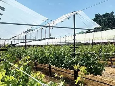 Estrategias de Adaptación en Viñedos ante el Cambio Climático