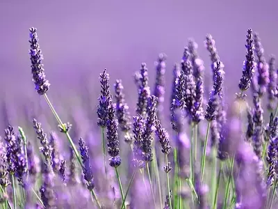 Revitalización del Campo Europeo: La Lavanda Fina como Motor Económico y Sostenible