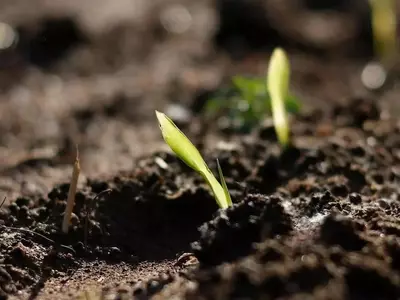 Legislación Española sobre Sustratos de Cultivo: Guía Integral