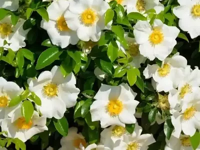 Secretos para el cuidado de la gardenia: Evita la caída de sus botones florales