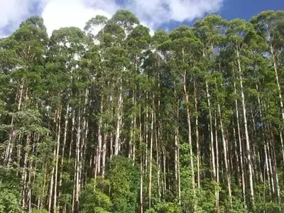 Descubriendo el Eucalyptus grandis: Un Árbol Multifacético