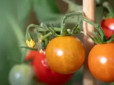 El Secreto del Sabor del Tomate: Una Pizca de Sal en el Riego