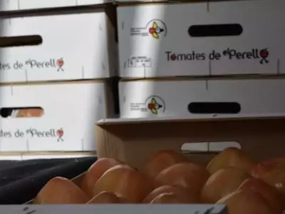 La Feria del Tomate de El Perelló: Una Celebración de Tradición y Sabor