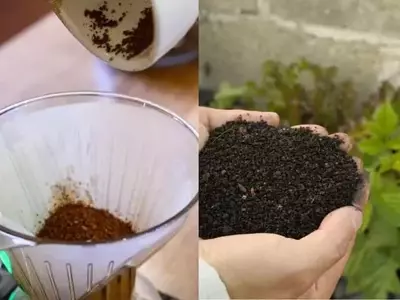 Cómo el Café Usado Transforma tu Jardín: Una Guía Práctica contra el Musgo