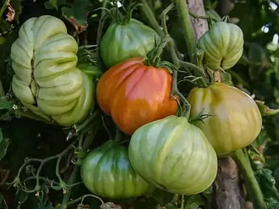 Guía Completa para el Cultivo Exitoso del Tomate Corazón de Buey