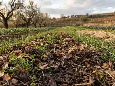 Prácticas de Cobertura y Acolchado: Aliados Fundamentales para la Recuperación de Suelos Europeos