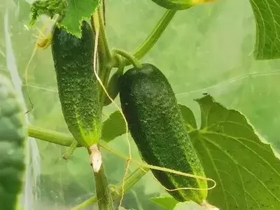 Potenciando el Cultivo de Pepinos en Casa: La Leche como Aliado Natural