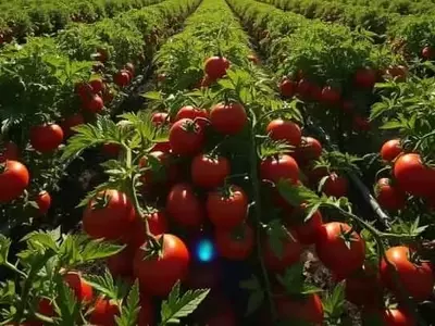 Guía Definitiva para una Cosecha Abundante de Tomates: Secretos de Expertos